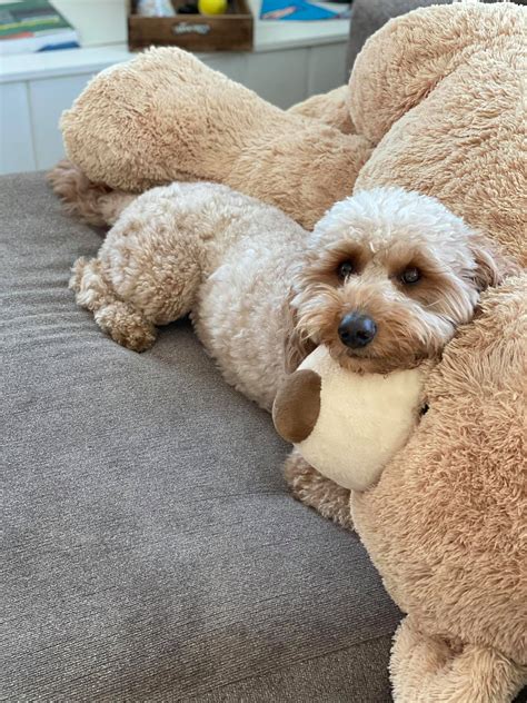 This guide explains how zoo sedgwick protects endangered species 5