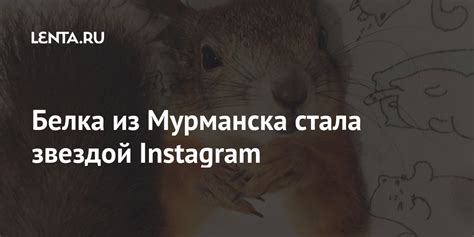 Белка из Мурманска стала звездой Instagram: События: 69-я параллель ...