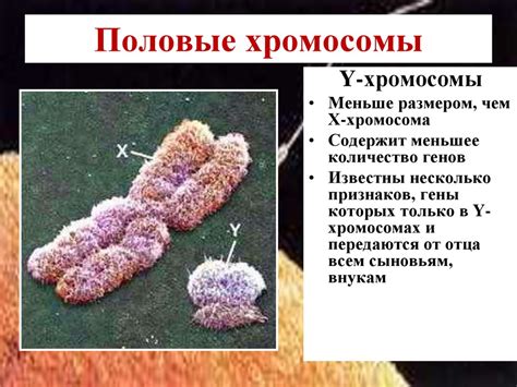 Определение пола. Наследование признаков, сцепленных с полом ...