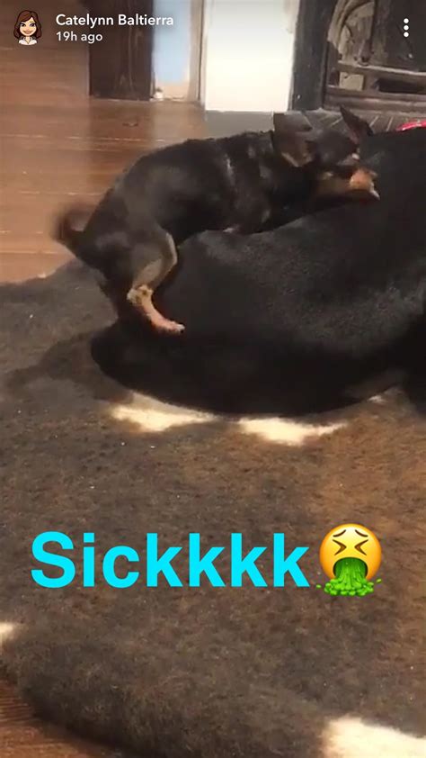 Cate wants to show us that her dog humps her other pets