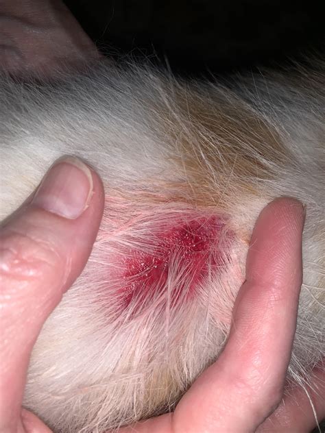 lump under cats spay incision ? (more info in comments : r/vet