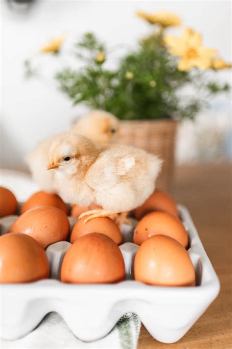 5 Reasons to Raise Backyard Chickens - The Rooted Farmhouse | Gardening ...