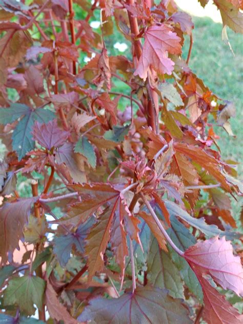 Japanese Maple Trees for sale in Abilene, Texas | Facebook Marketplace