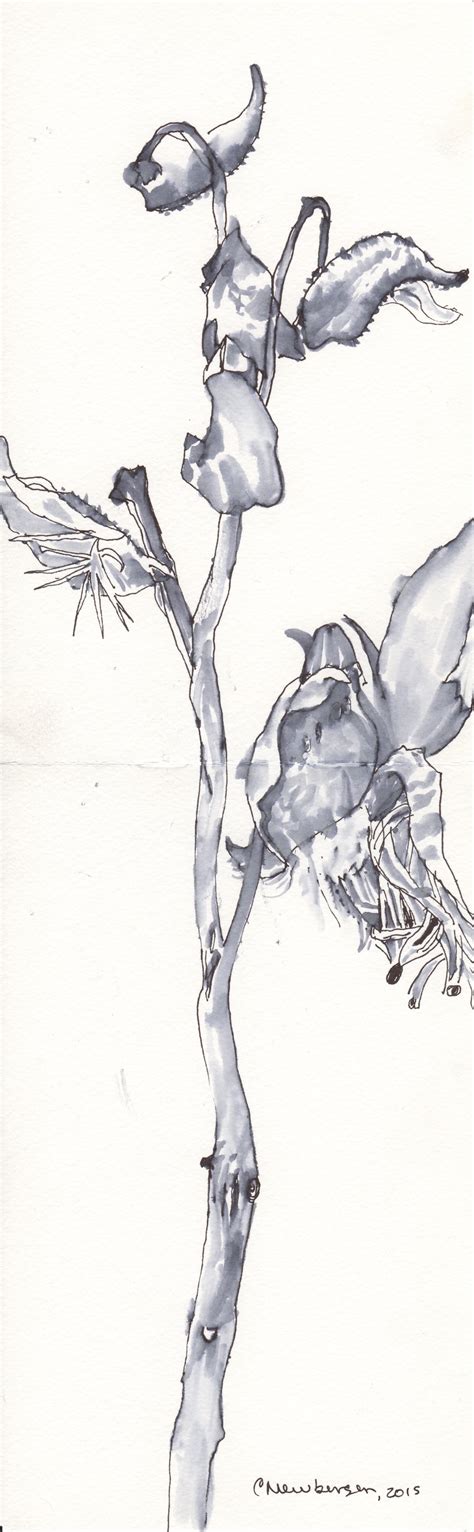 Illuminating the Hidden Forest, Chapter 28: The miracle of milkweed