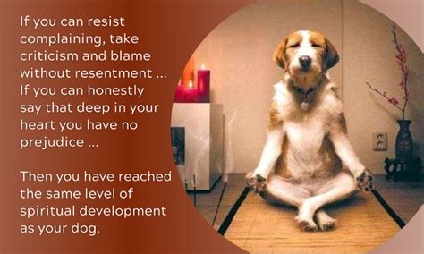 Perfection, Acceptance, and Dogs :) - Amy Weintraub