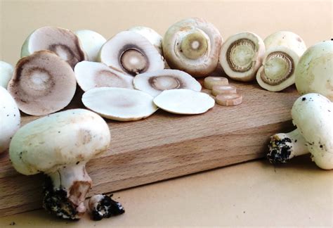Mushrooms Champignon - Free photo on Pixabay - Pixabay