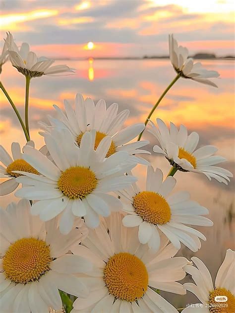 Pin by ℝ𝕚𝕟𝕟𝕖~~♡ on LIFE PUZZLES | Nature photography, Flowers ...