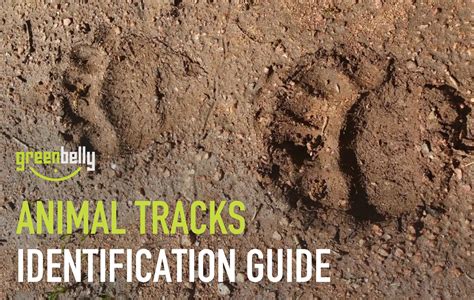 36 Most Common Animal Tracks | Identification Guide for USA