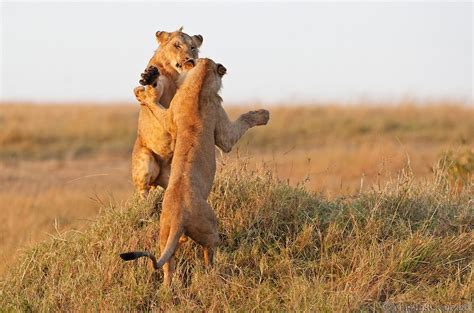 Животный мир Африки. Фотограф Marius Coetzee: trasyy — LiveJournal