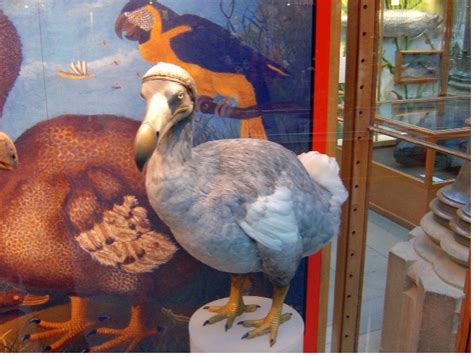 As Dead as a Dodo: Exploring Extinct Species & Their Legacy 