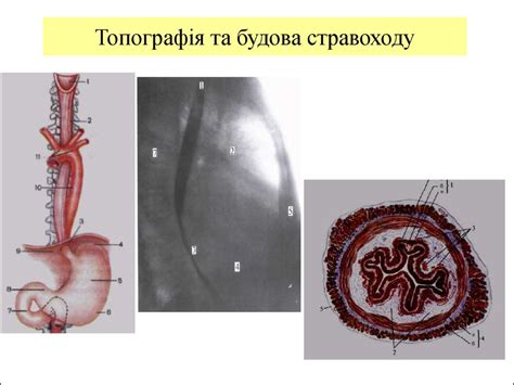 Приклади хвороби органів ШКТ - презентация онлайн