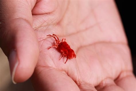 Клещ-краснотелка (лат. Trombidium grandissimum)