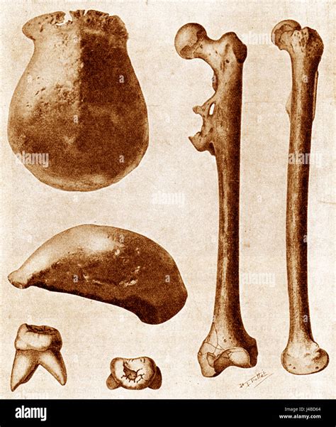 Pithecanthropus erectus hi-res stock photography and images - Alamy