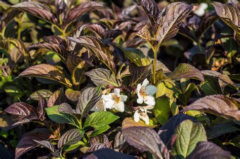 Weigele Ebony and Ivory - Weigela florida Ebony and Ivory | jetzt ...
