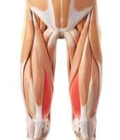 3 Reasons Why VMO Exercises Are Pointless for Knee Pain | Precision ...