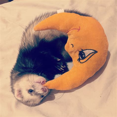 is it normal ferret smelly indoors 4