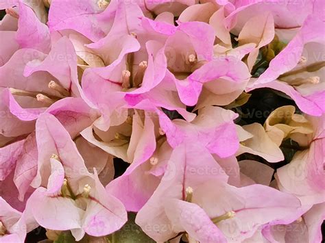 light pink bougainvillea flower in spring season, background and