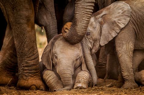 Ethiopian Elephants Under Threat