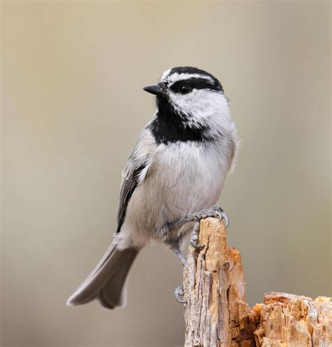 Mountain Chickadee | Audubon Field Guide