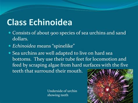 PPT - Classification of Echinoderms PowerPoint Presentation, free ...