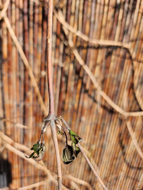 Is my clematis montana dead? : r/GardeningUK