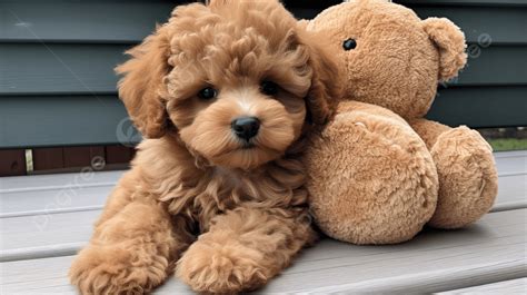 brown teddy bear puppy