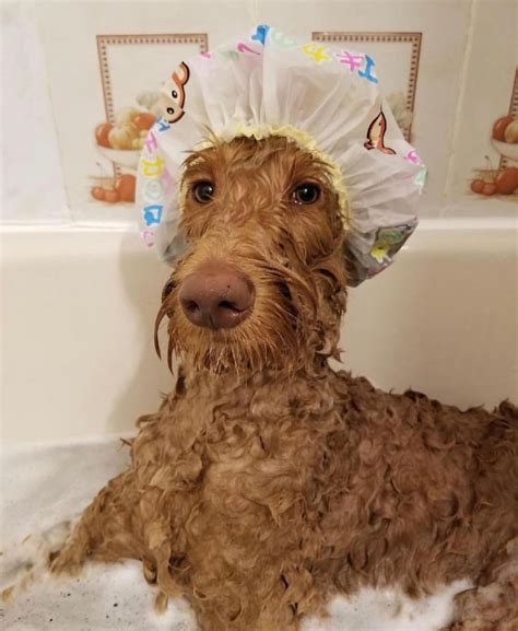 75 best Scrub A Dub Dub images on Pholder | Aww, Pitbulls and Corgi