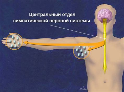Гипергидроз: лечение, что это, причины возникновения в статье ...
