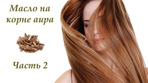 Масло на корне аира ч 2. Рецепт болотного аира дома от перхоти и для ...