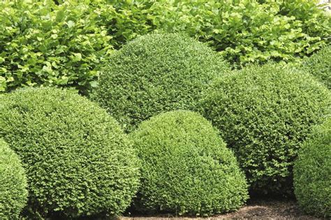Common Boxwood Varieties: Learn About Different Types Of Boxwoods ...