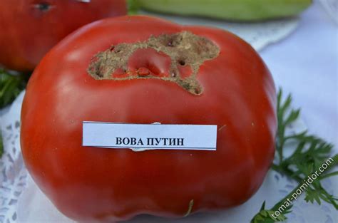 Вова Путин - Альбомы - tomat-pomidor.com