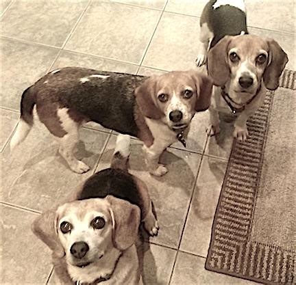 How Much Should I Feed My Beagle? - The Beagle Bungalow Inc.