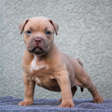 fawn american bully puppies