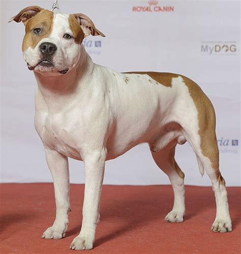 american staffordshire terrier — Wiktionnaire, le dictionnaire libre
