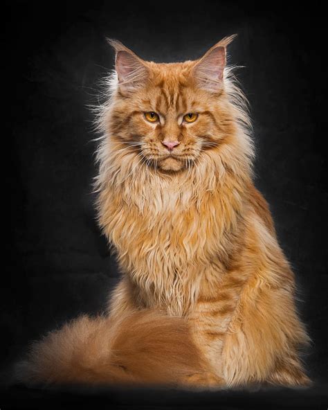 Mythical Beasts: Photographer Captures The Majestic Beauty Of Maine ...