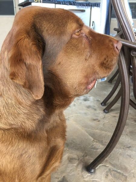 Rattlesnake Bite Dog