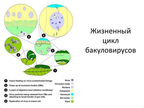 Биопестициды - презентация онлайн