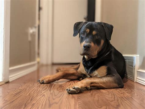 Rottie Weight Chart: Healthy Weights for Your Rottweiler
