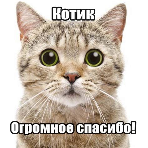 Картинки Спасибо Котик - красивые открытки бесплатно