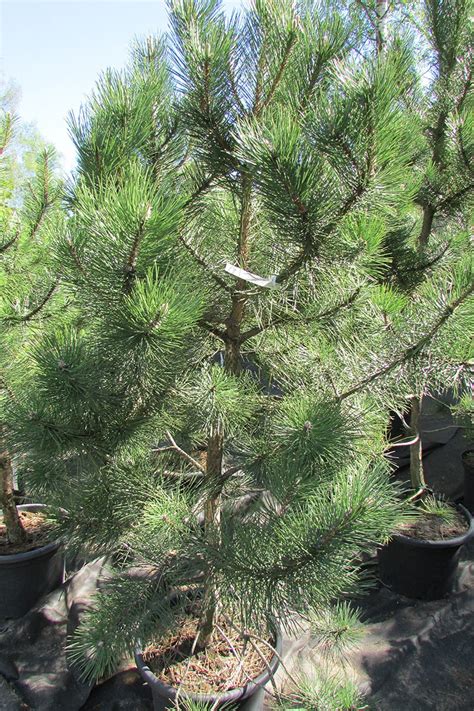 Продажа Pinus nigra Сосна чёрная австрийская в Санкт-Петербурге. Купить ...
