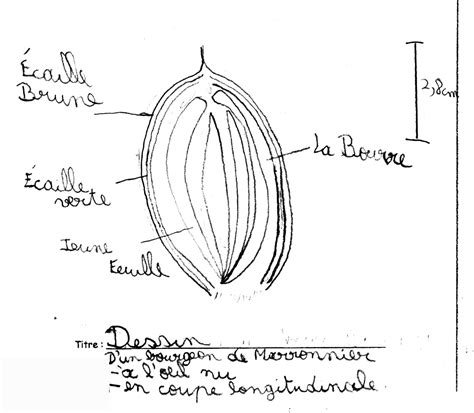 Dissection d'un bourgeon de marronnier - Collège Jean Boucheron