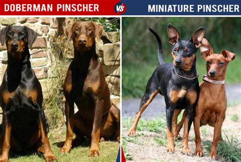 11 Dog Breeds That Look Like Doberman Pinschers - HubPages
