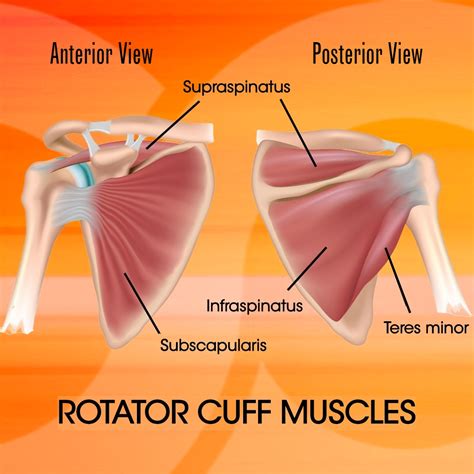 rotator cuff understanding  strengthening react physical therapy