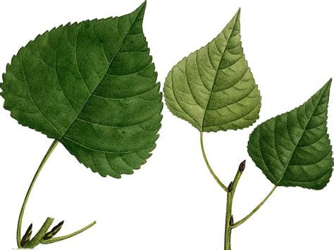 cottonwood - Vinland Valley Nursery