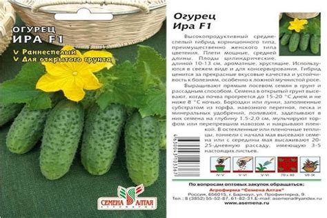 Огурец Сибирский экспресс F1: характеристика и описание сорта с фото