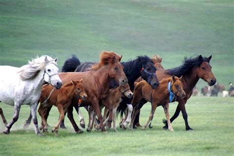 The Mongolian wildlife - Mongolei-Reise