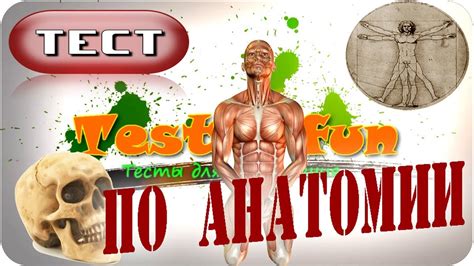 Тест по анатомии - YouTube