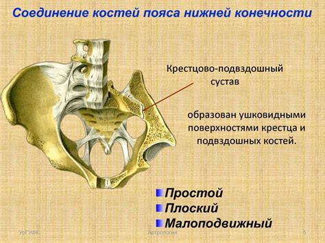 Соединения костей нижней конечности - презентация онлайн