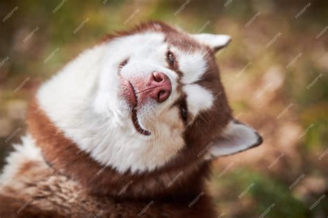 Premium Photo | Siberian husky dog with narrow eyes funny smiling husky ...
