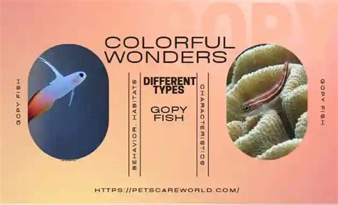 types  goby fish  video shocking facts